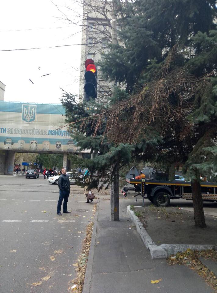 В Днепре чтобы не рубить дерево перенесли знак. Новости Днепра