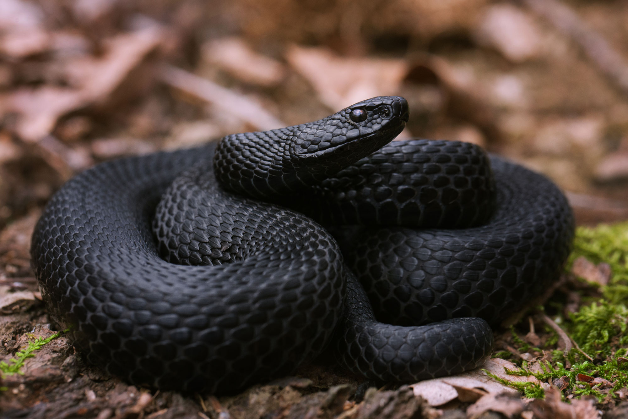 Фото змеи гадюки. Гадюка Никольского (Vipera nikolskii). Полоз меланист. Обыкновенная гадюка меланист. Чёрная гадюка змея.