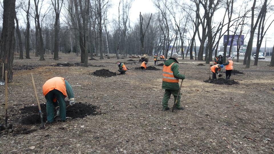 Щоб легше дихалось: що буде з деревами Дніпра?. новости Днепр