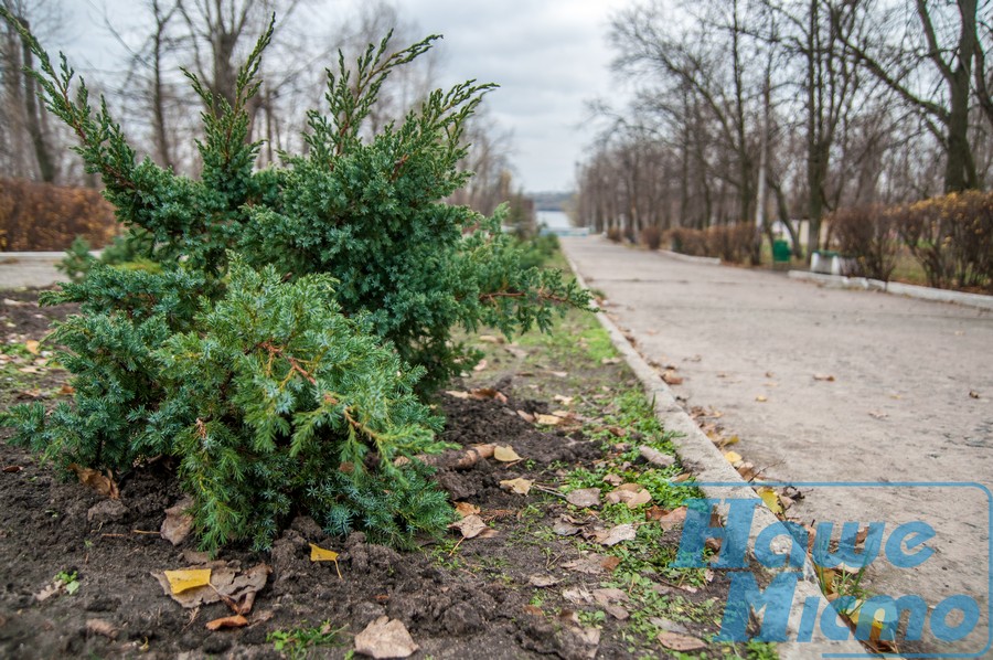 "Зеленстрой" Днепра продолжает озеленять город. Новости Днепр