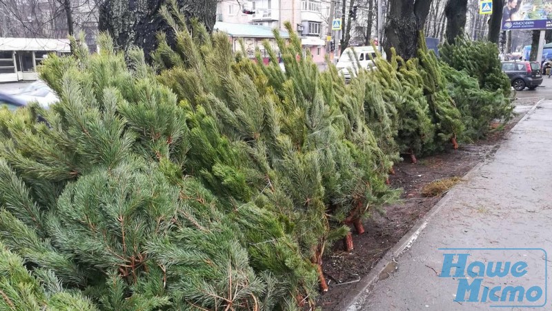 В Днепре открылись официальные елочные базары (ФОТО). новости Днепра