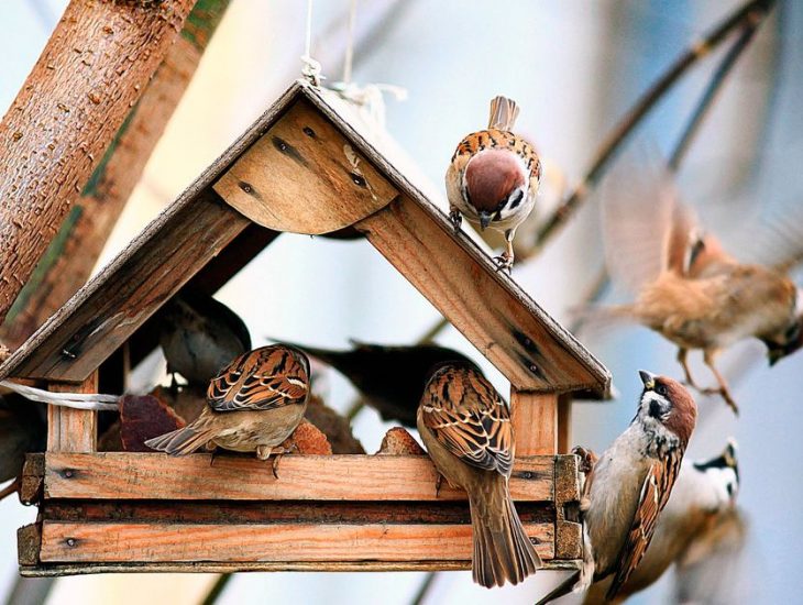 Кормить или не кормить: стоит ли днепрянам подкармливать птиц. Новости Днепр