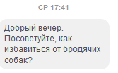 Бездомные собаки в Днепре — убить нельзя помиловать (ФОТО). Новости Днепра.