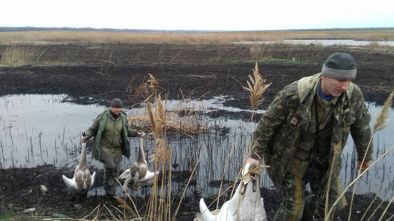 Хто стріляє в білих лебедів на дніпропетровщині. Новости Днепр