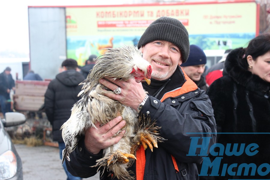 В Днепре на выставки голубей представили птиц - рекордсменов. Новости Днепра