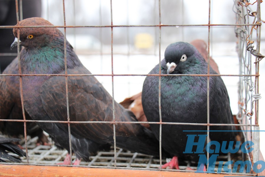 В Днепре на выставки голубей представили птиц - рекордсменов. Новости Днепра
