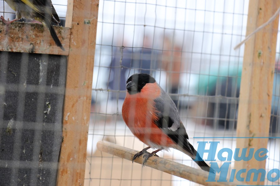 В Днепре на выставки голубей представили птиц - рекордсменов. Новости Днепра