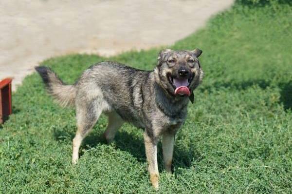 “НМ” верит в добро: Дарья Петровна ищет новое хозяйство. Новости Днепра