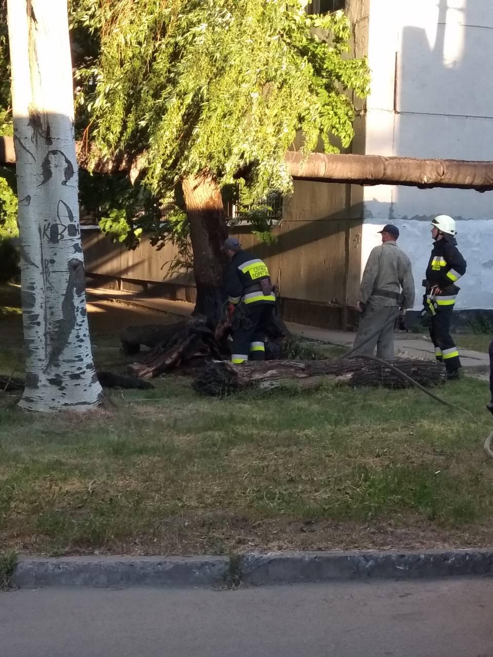 Необычный пожар в Днепре: дерево горело... изнутри. новости Днепра