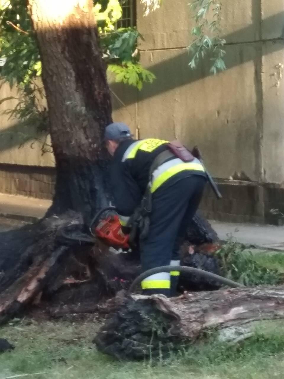 Необычный пожар в Днепре: дерево горело... изнутри. новости Днепра