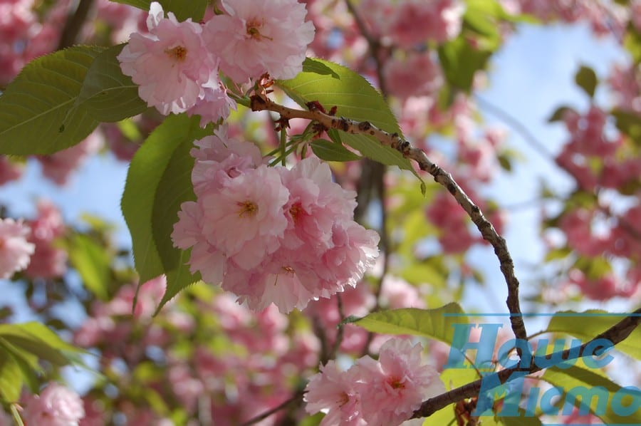 Загадай желание под сакурой: в Днепре цветет японская вишня. Новости Днепра