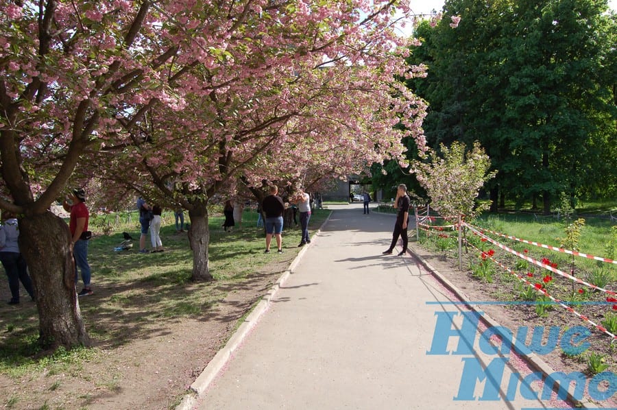 Загадай желание под сакурой: в Днепре цветет японская вишня. Новости Днепра