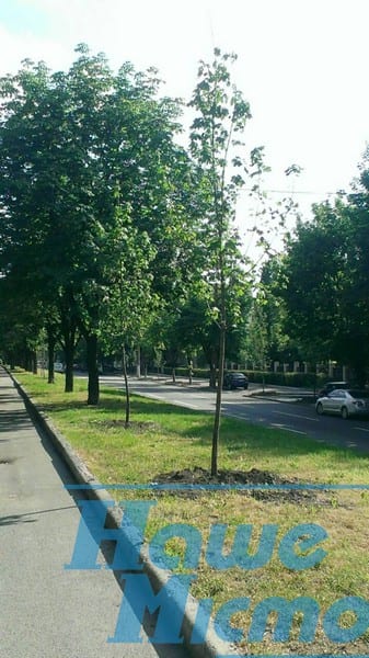 Какие деревья украсят дворы и центральные улицы Днепра. Новости Днепра