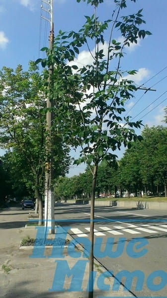 Какие деревья украсят дворы и центральные улицы Днепра. Новости Днепра