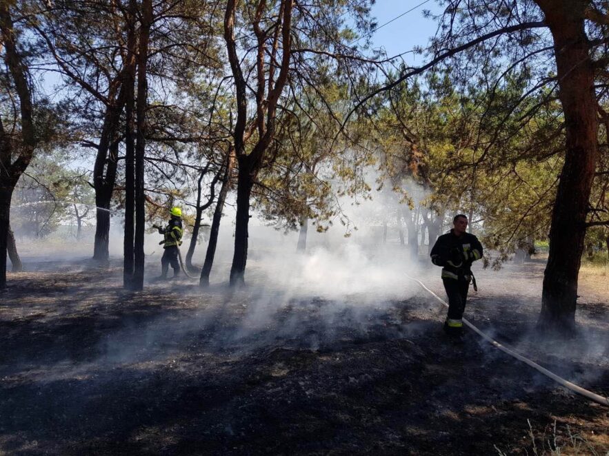 В Днепре горел хвойный лес (Фото и видео). Новости Днепра