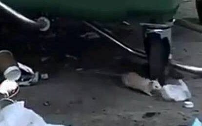 В центре Днепра выбросили декоративных…  крыс. новости Днепра