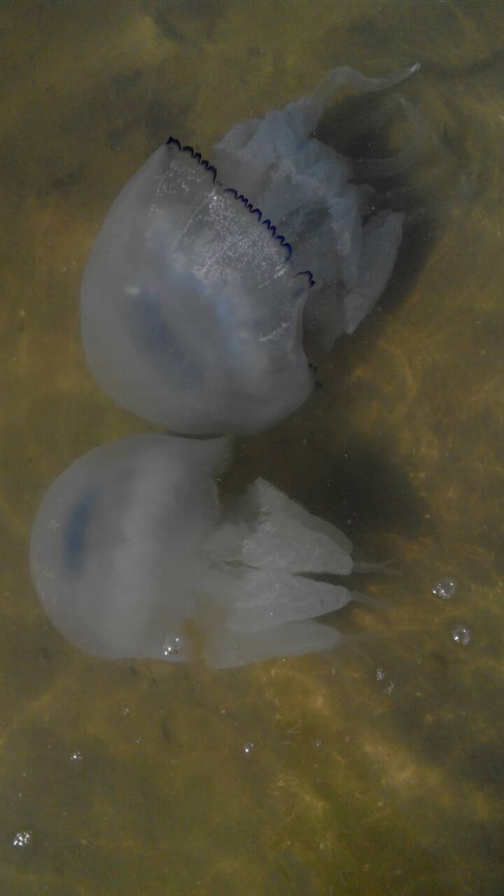 Днепряне жалуются на дохлых медуз. Новости Днепра