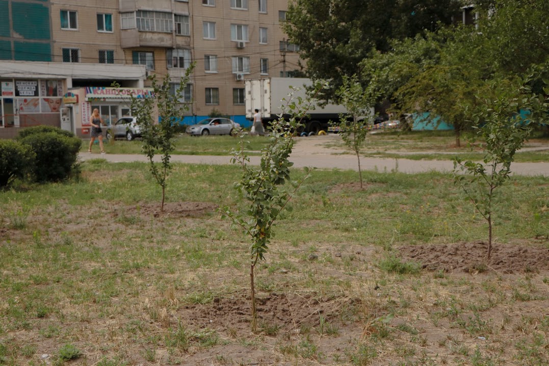 Бюджет участия в действии: В Днепре презентовали «Зеленую аллею». Новости Днепра