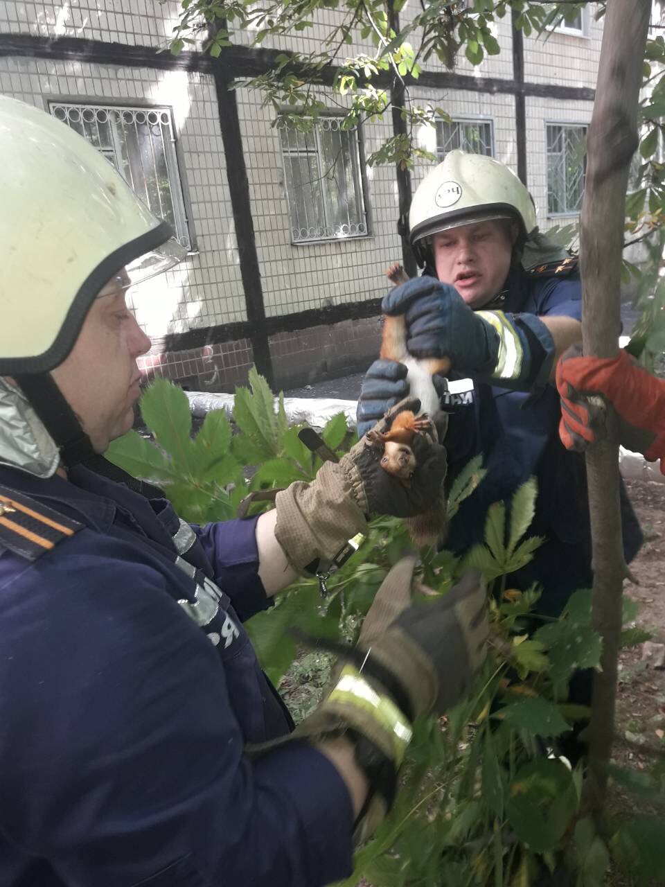 Операция "спаси белку": спасатели Днепра вызволяли зверька из петли. Новости Днепра