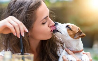 Непрошеные гости в Днепре: безопасно ли контактировать с домашними животными. Новости Днепра