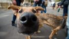 В Днепре количество бродячих животных сократилось на 40% . Новости Днепра