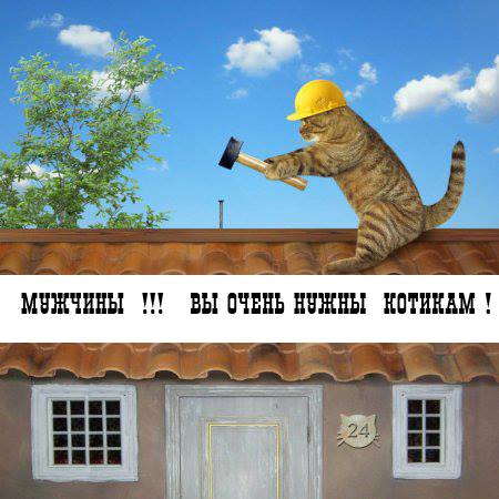 Кошки города Днепр просят помощи у мужчин. Новости Днепра