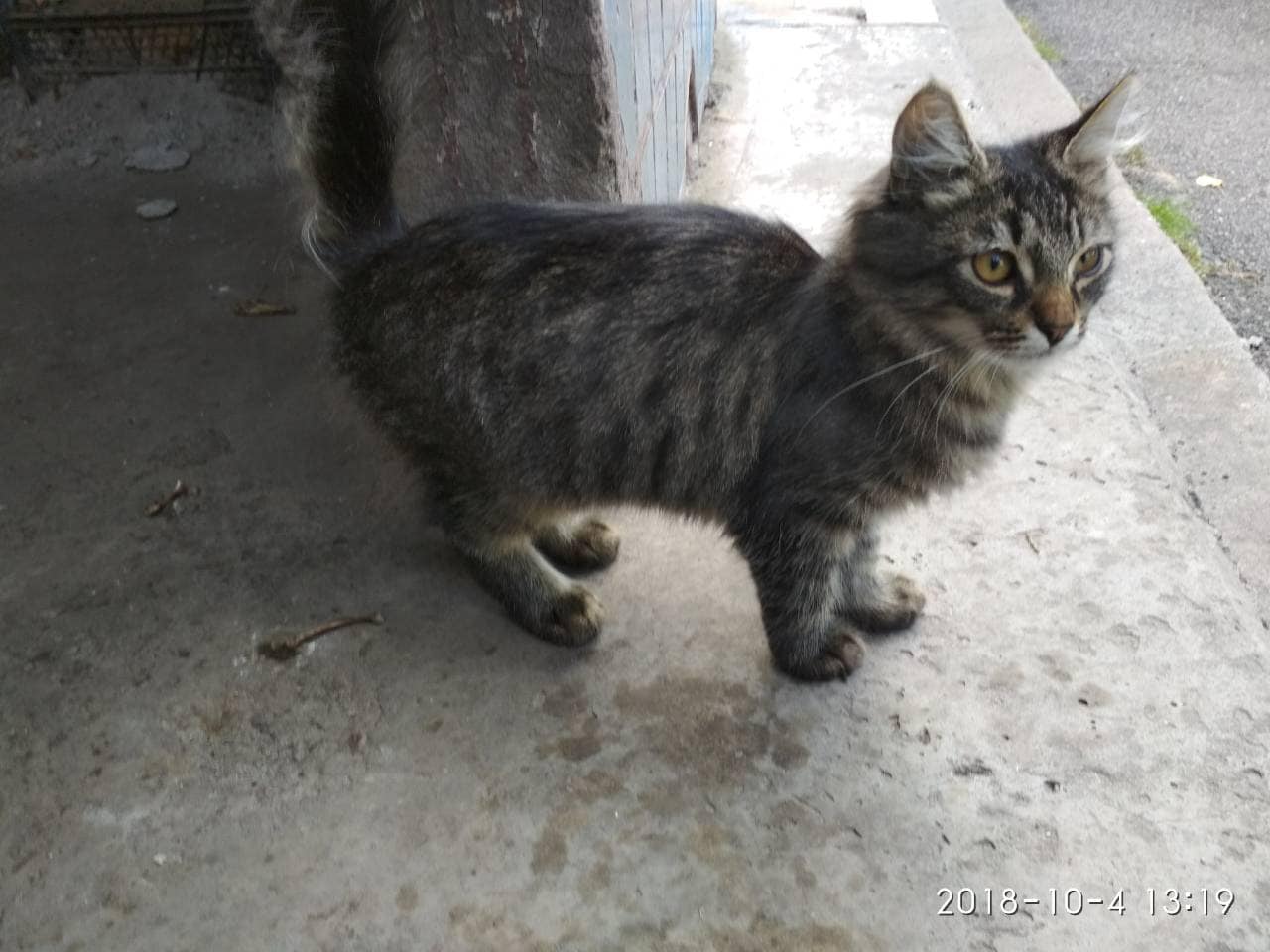 В Днепре кота модной породы выставили на улицу. Новости Днепра