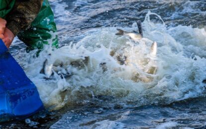 В Днепр закишит двумя миллионами рыб. Новости Днепра