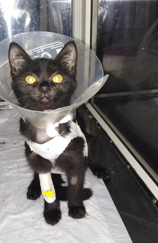 В Днепре ужасная травма у котенка удивила даже ветеринаров. Новости Днепра