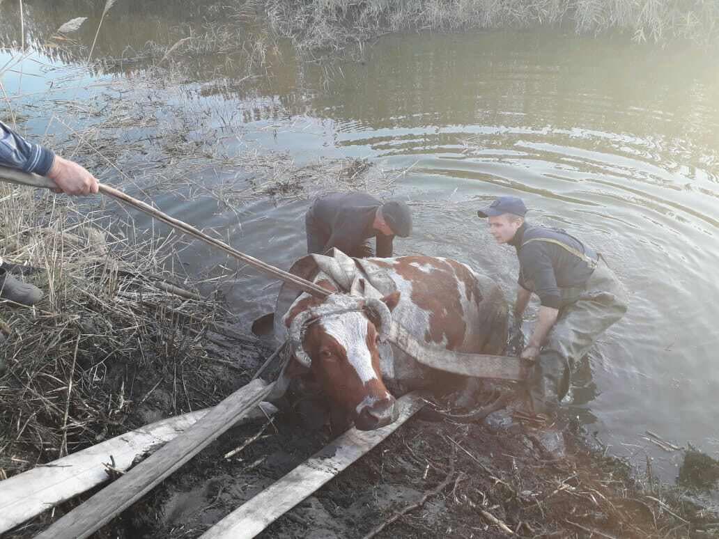 Под Днепром спасли корову, которая свалилась в реку. Новости Днепра