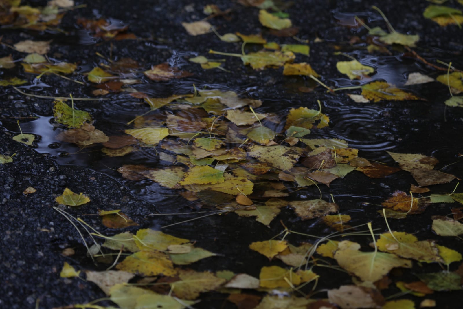 Дождливо-осенняя красота Днепра (Фоторепортаж). Новости Днепра