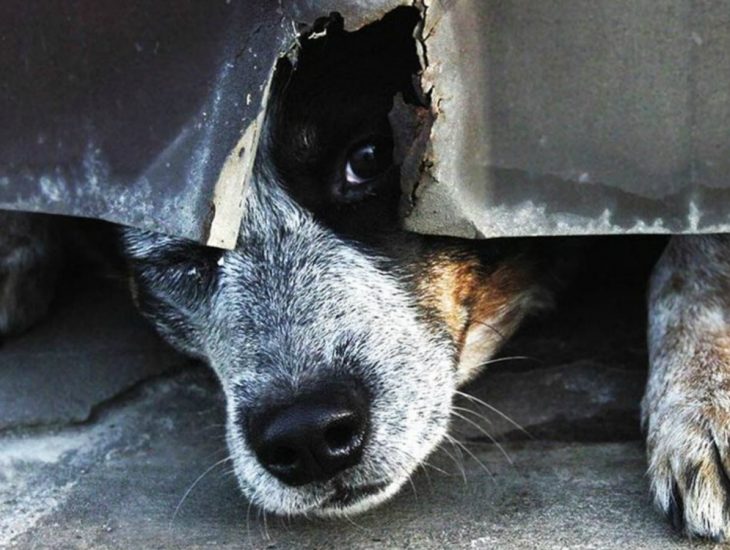 Под Днепром устроили массовый рейд на бездомных собак. Новости Днепра