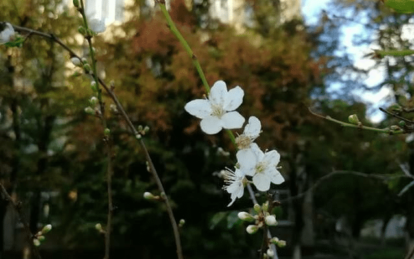 В Днепре среди осени зацвела вишня. Новости Днепра