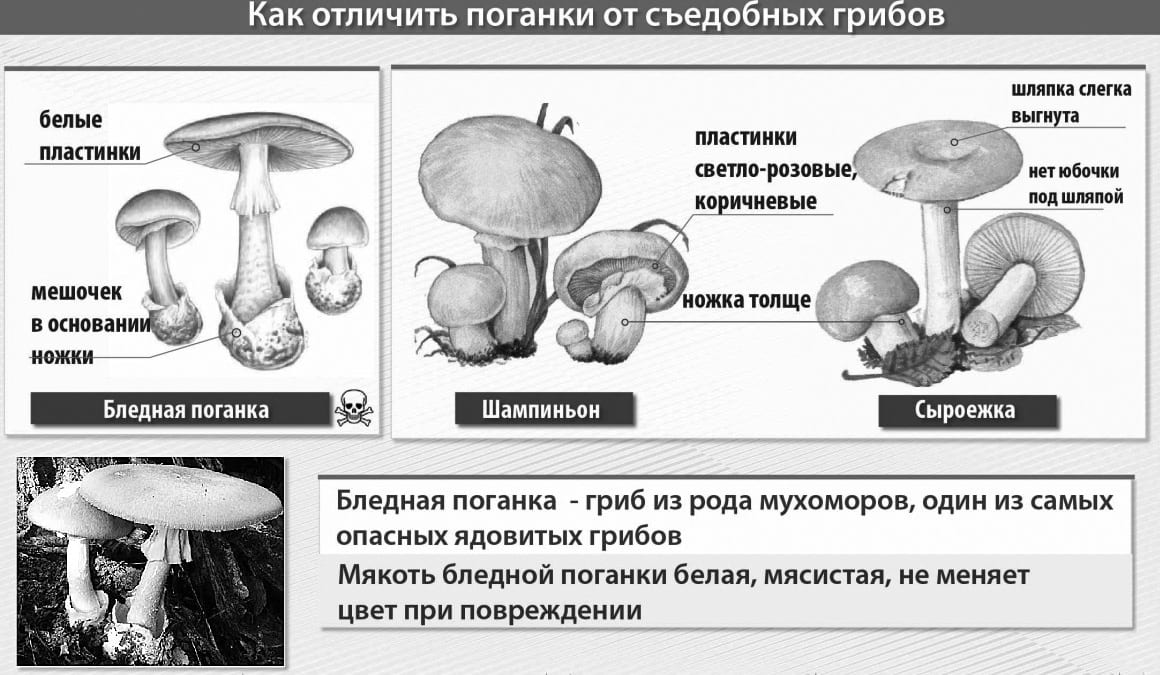 Поганка обманывает и убивает днепрян. Новости Днепра