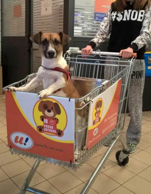 Антисанитария или норма: в продуктовых магазинах Днепра собак катают в тележках. Новости Днепра