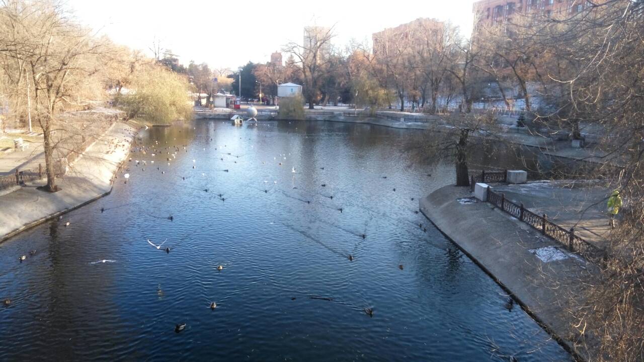 В центральном парке Днепра "остановилась" огромная стая перелётных птиц. Новости Днепра