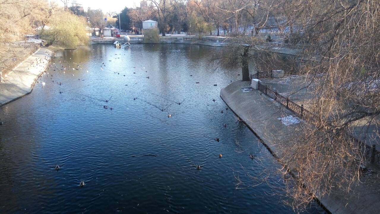 В центральном парке Днепра "остановилась" огромная стая перелётных птиц. Новости Днепра