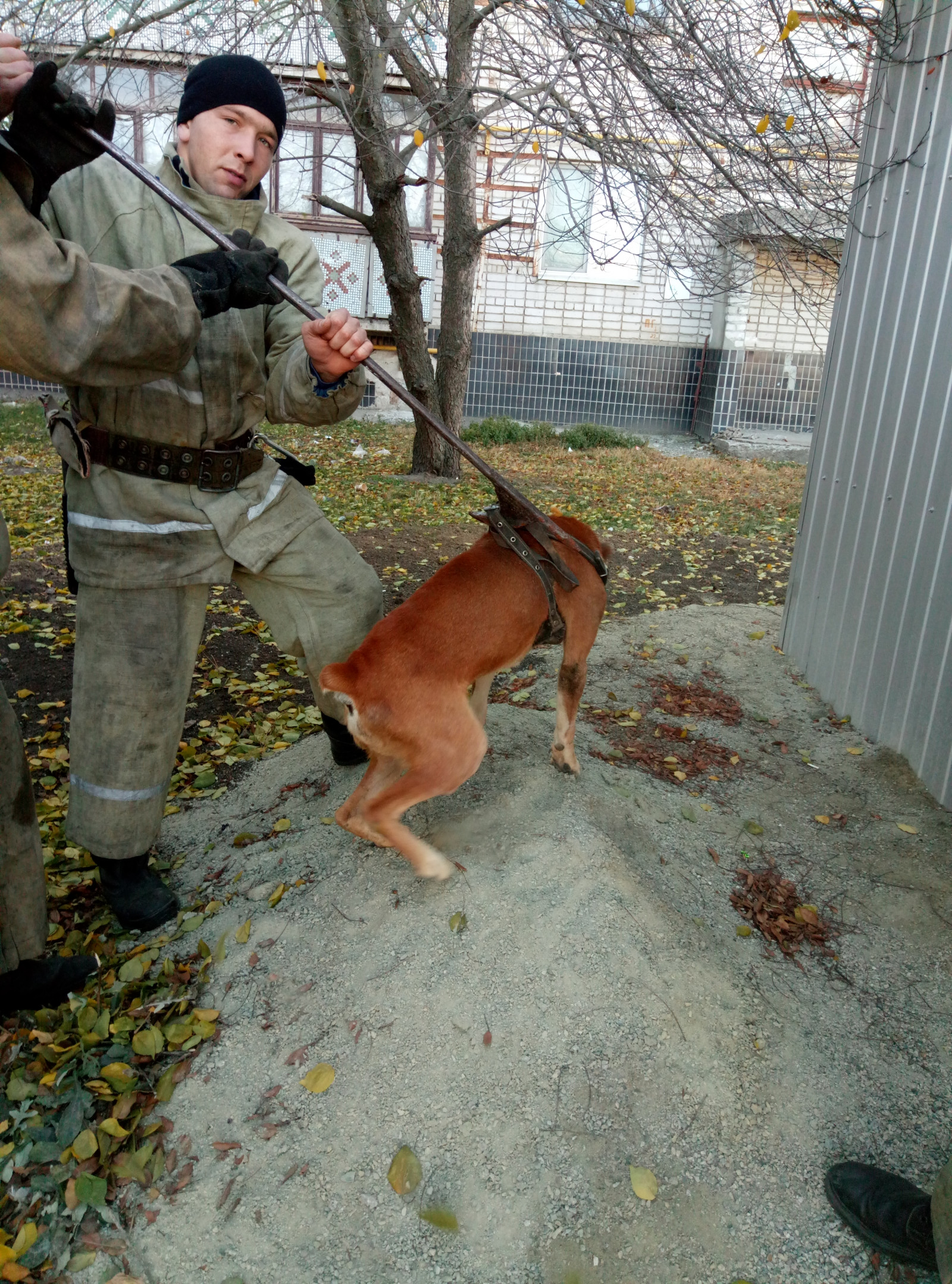 Под Днепром собака упала в канализационный люк: четверолапого удалось спасти. Новости Днепра