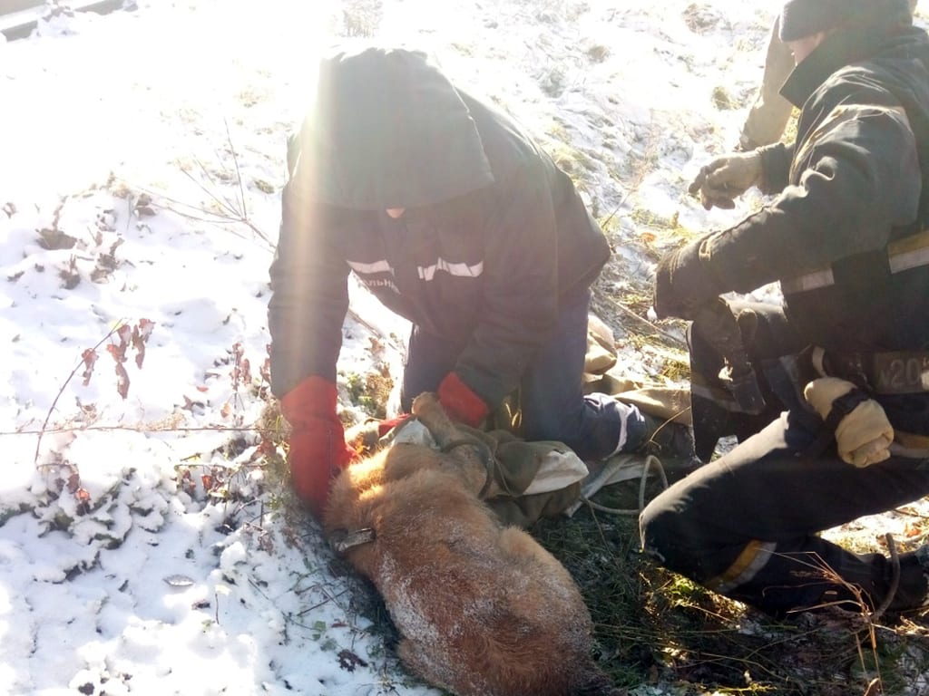 Под Днепром спасатели достали собаку из заброшенного колодца. Новости Днепра