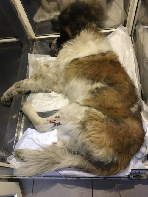 В Днепре неизвестные отравили сторожевого пса, который охранял бездомных кошек. Новости Днепра