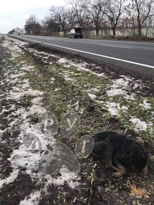 Чуть не замерз насмерть: молодого искалеченного ротвейлера нашли на трассе Запорожье-Днепр. Новости Днепра