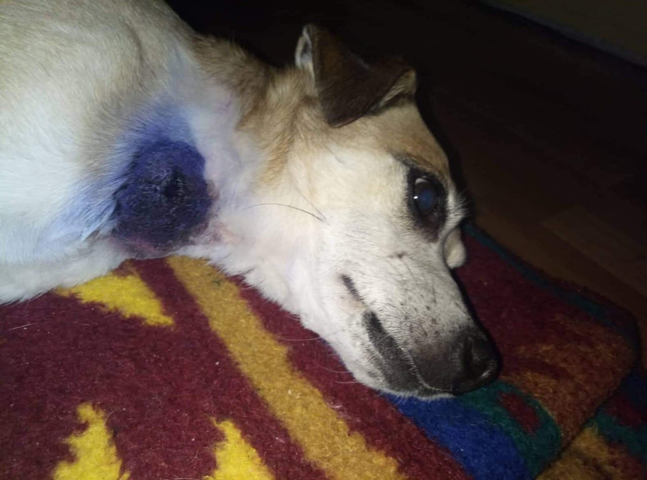 Кровожадный питбуль: жители Днепра страдают от несознательных хозяев собак. Новости Днепра