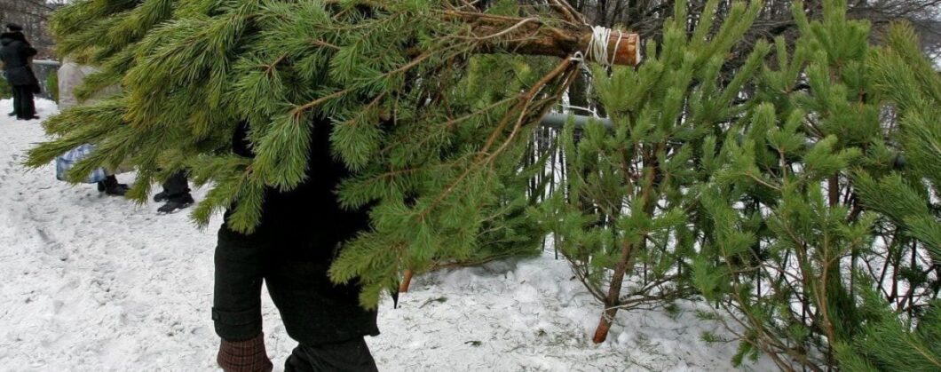 Куда сдать новогоднюю ёлку: в каждом районе Днепра откроют точки приёма. Новости Днепра