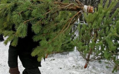Куда сдать новогоднюю ёлку: в каждом районе Днепра откроют точки приёма. Новости Днепра