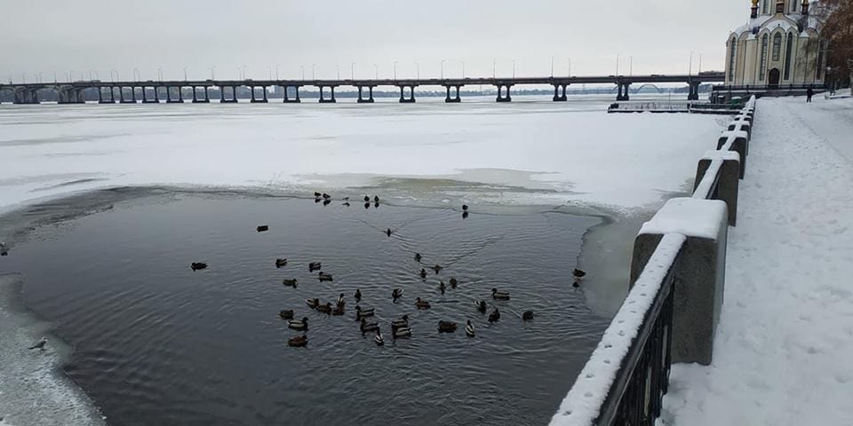 На Набережной Днепра во льдах "остановилась" стая диких уток (Фото)