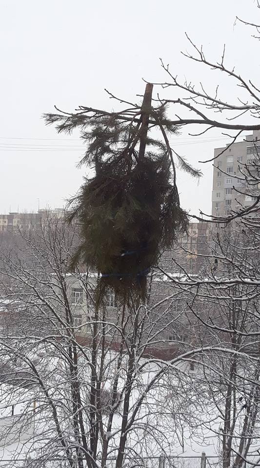 Тренд сезона: в Днепре новогодние елки опасно висят на деревьях. Новости Днепра