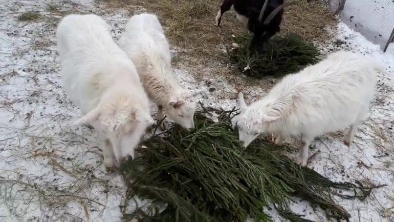 В Днепре коз кормят новогодними ёлками. Новости Днепра