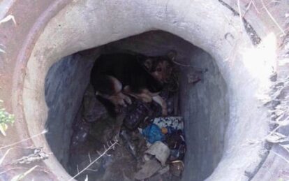 Трогательное спасение собаки, которая провалилась в колодец в Днепре. Новости Днепра