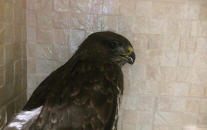 Спасти Мелори: в Днепре лечат редкую птицу. Новости Днепра