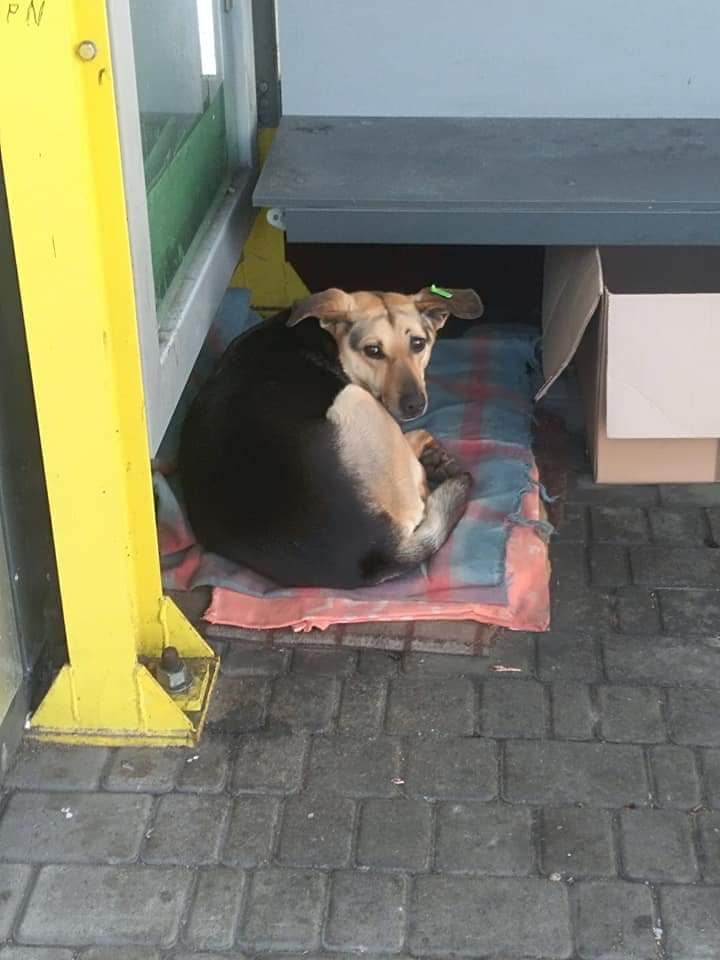 В Днепре собаку бросили на остановке два года назад: будет ли happy end. Новости Днепра